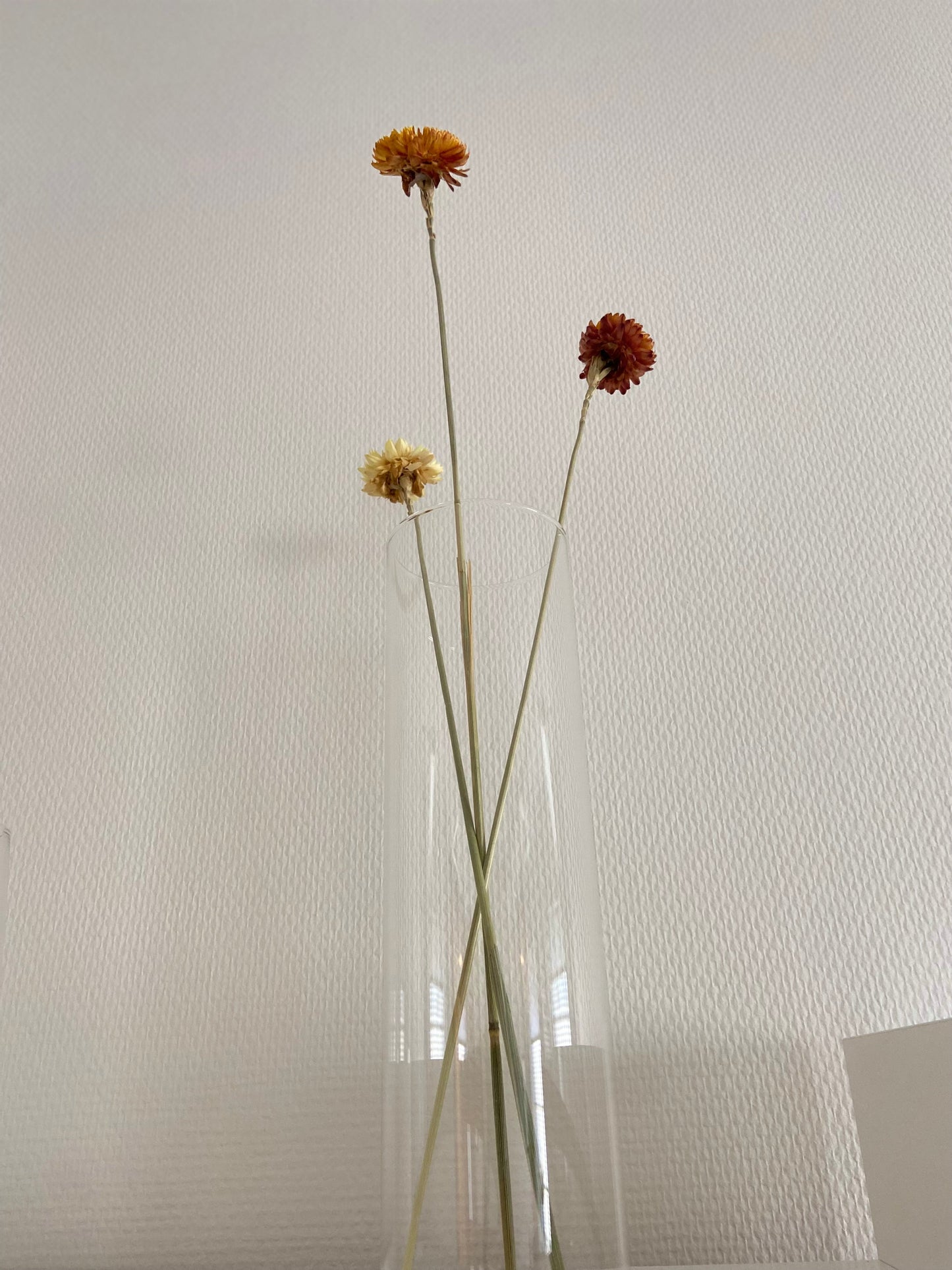 Torkad chrysanteum TORRDECOR