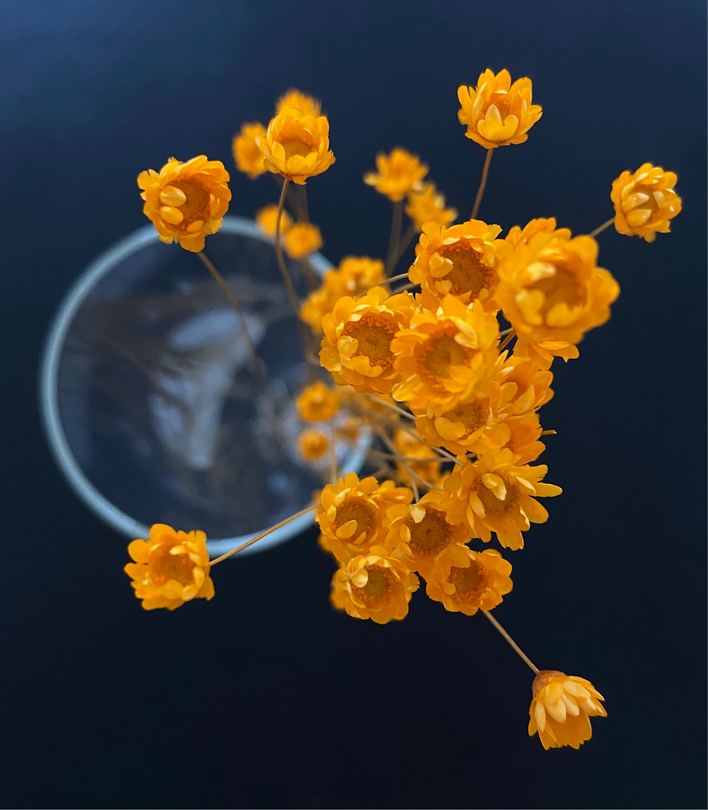 Torkade småblommor TORRDECOR