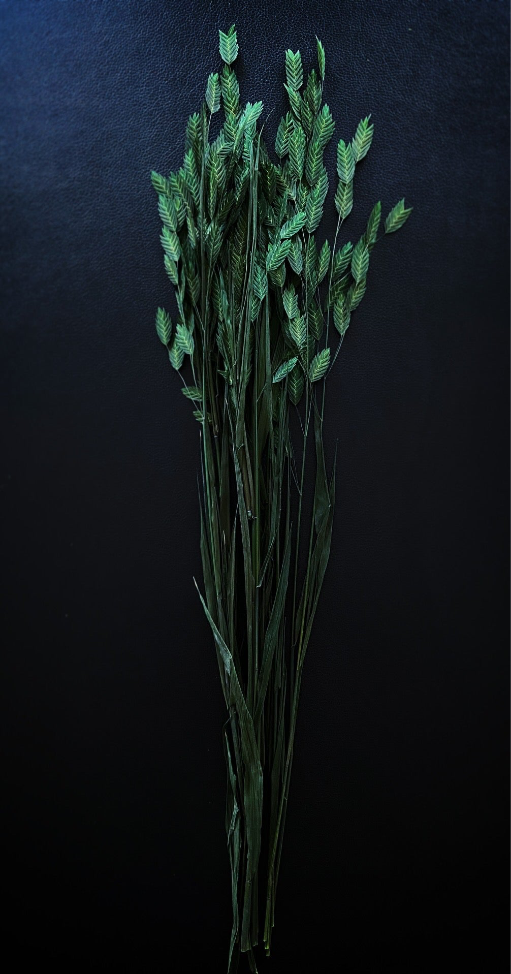Chasmantum TORRDECOR