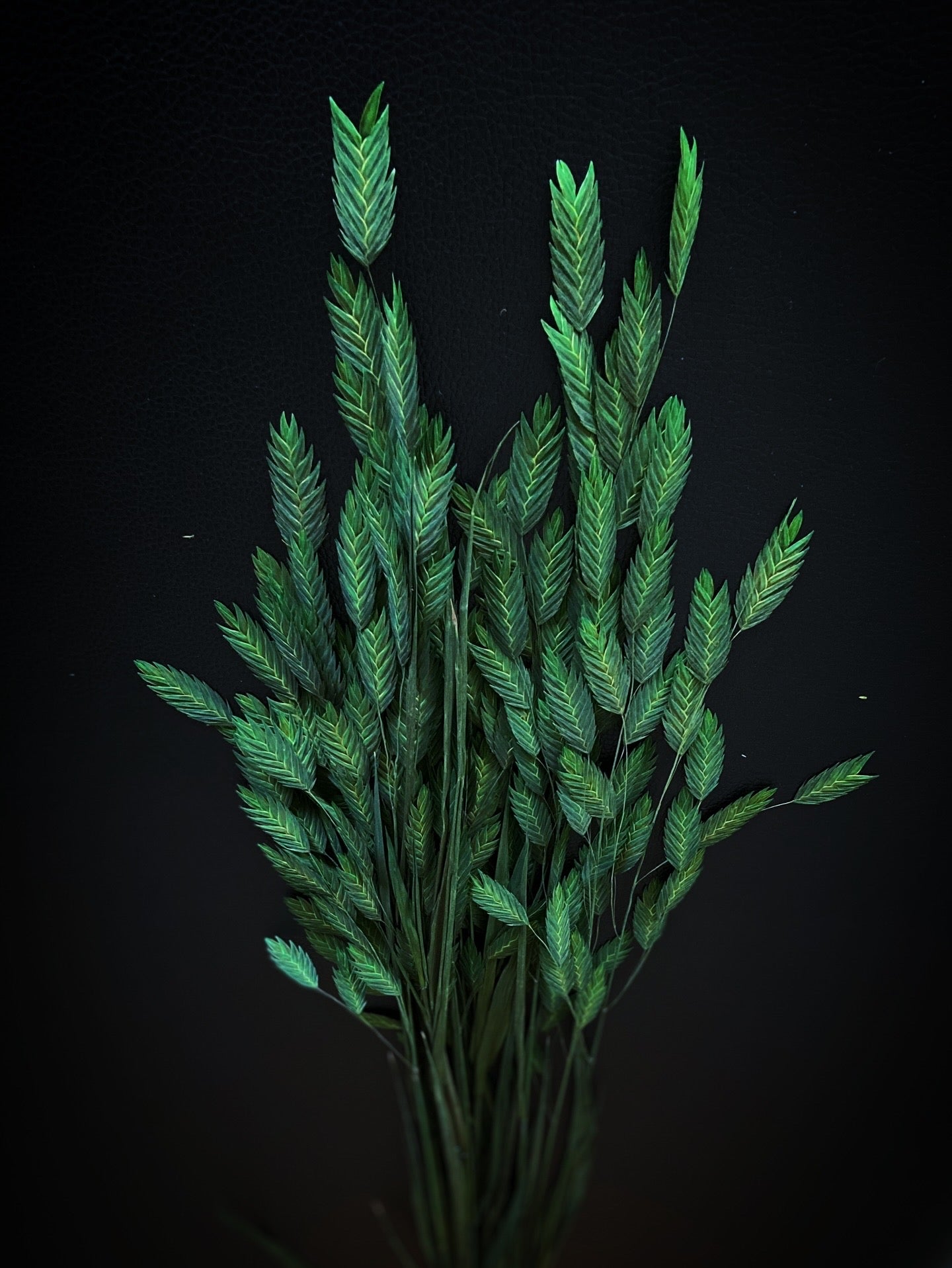 Chasmantum TORRDECOR