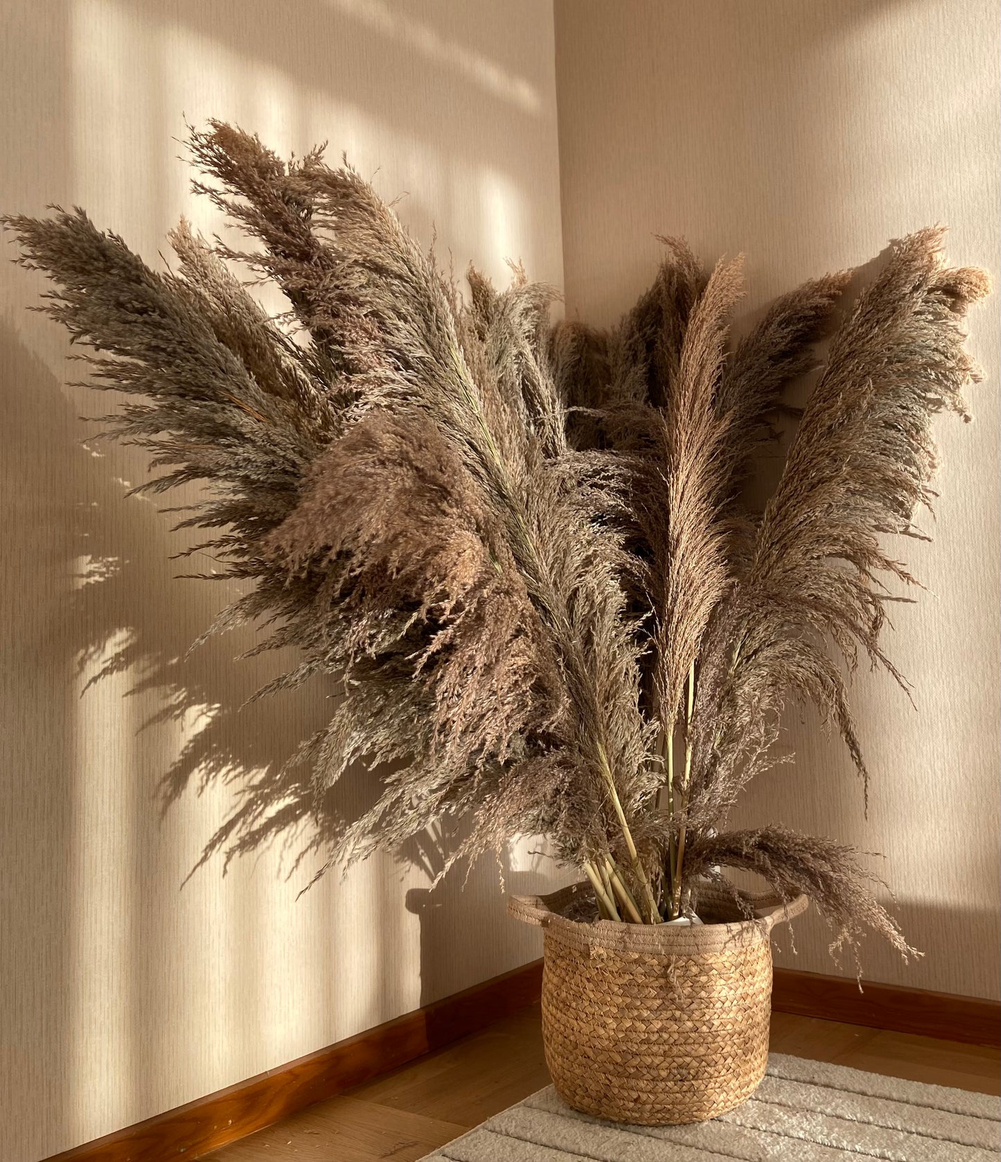 Pampas ’VILDA’ TORRDECOR