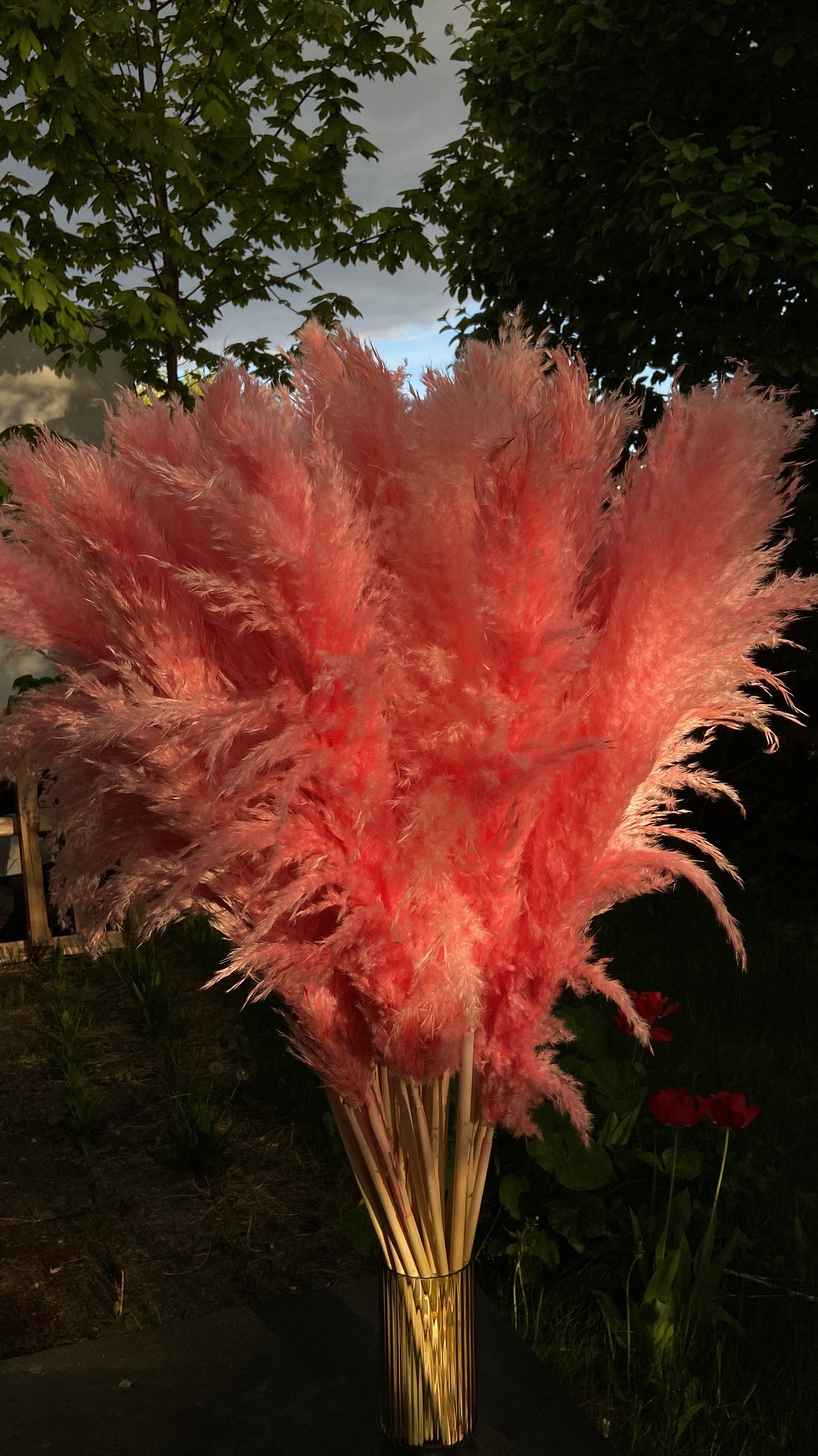 Pampas PINK 110cm - TORRDECOR