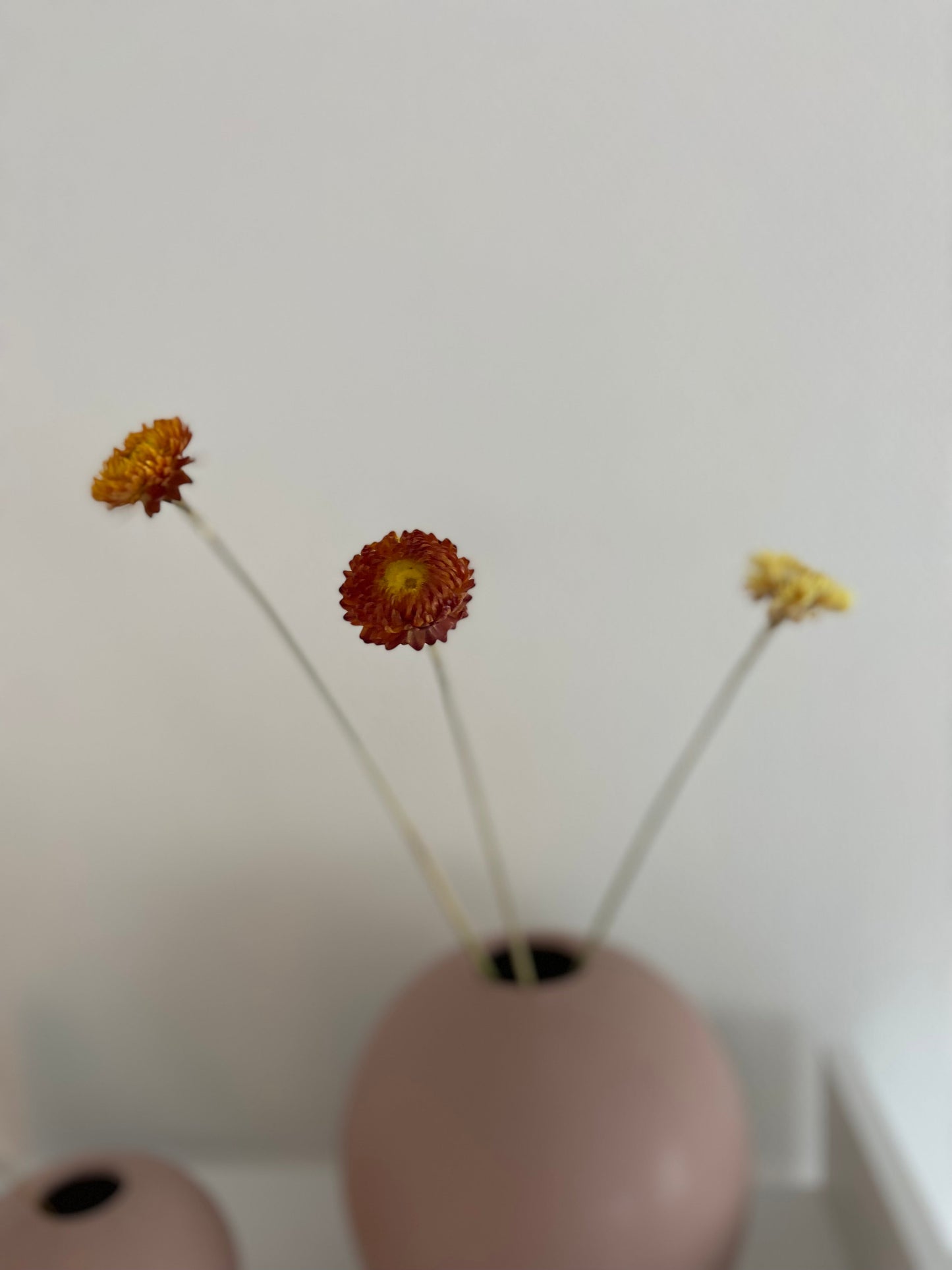 Torkad chrysanteum TORRDECOR