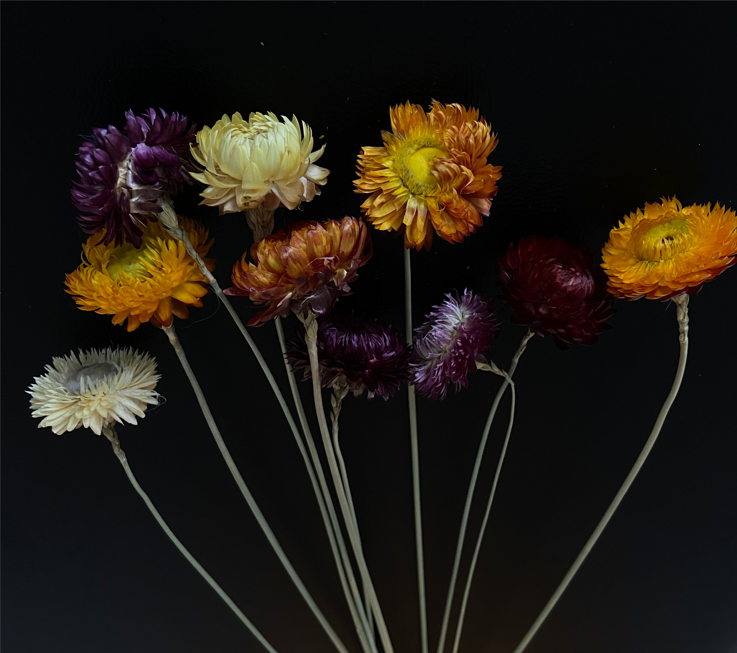 Torkad chrysanteum TORRDECOR