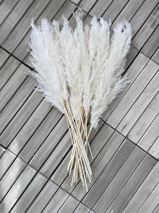 Vita Pampas 60cm (25-pack) - TORRDECOR