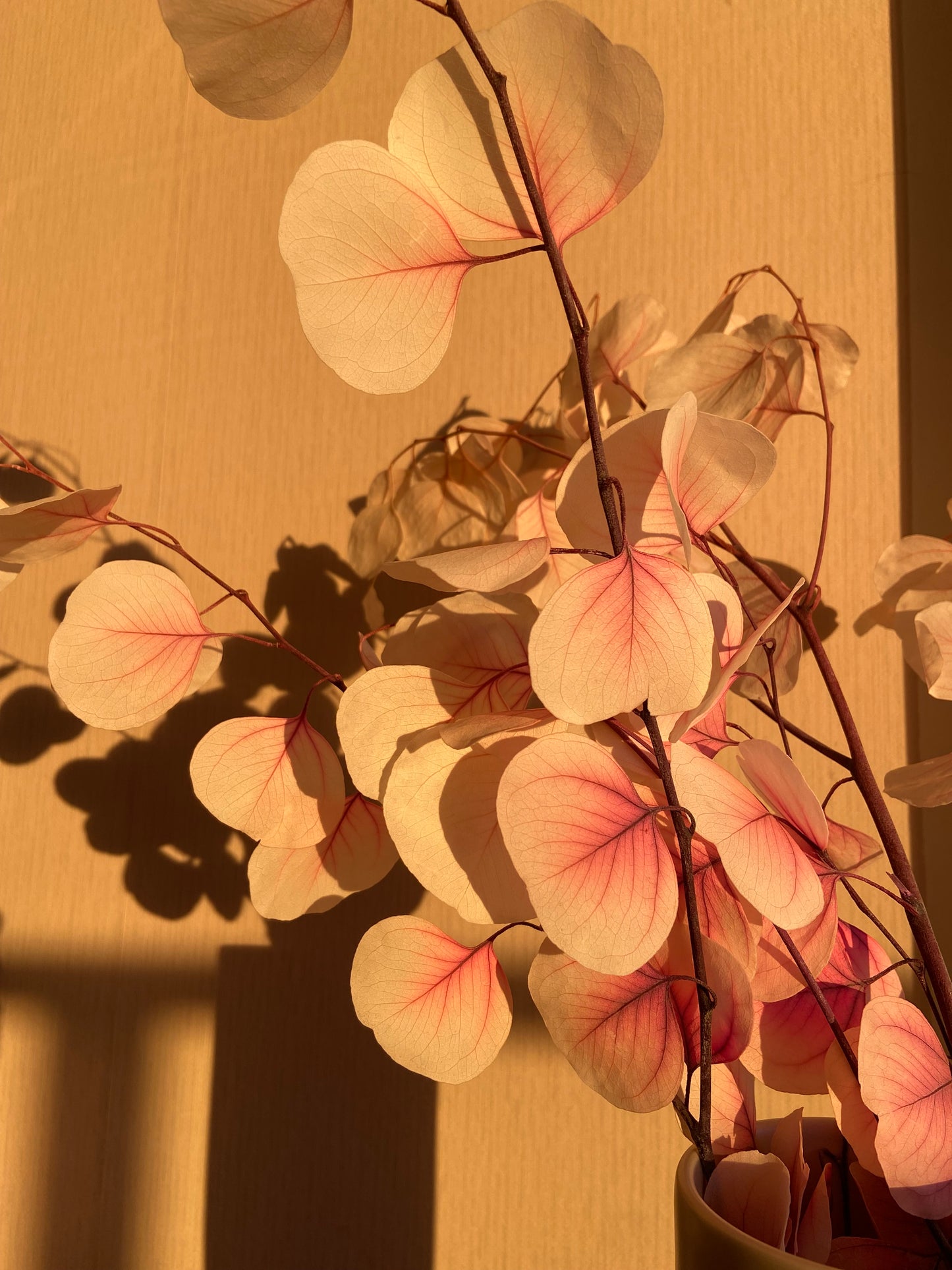 Eucalyptus-gren 'SAKURA' TORRDECOR