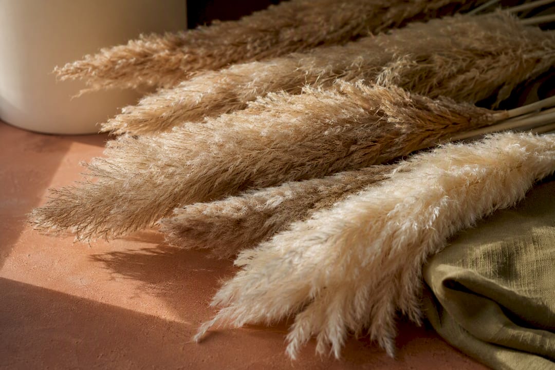 Detaljbild på pampasgräs i naturliga beige nyanser