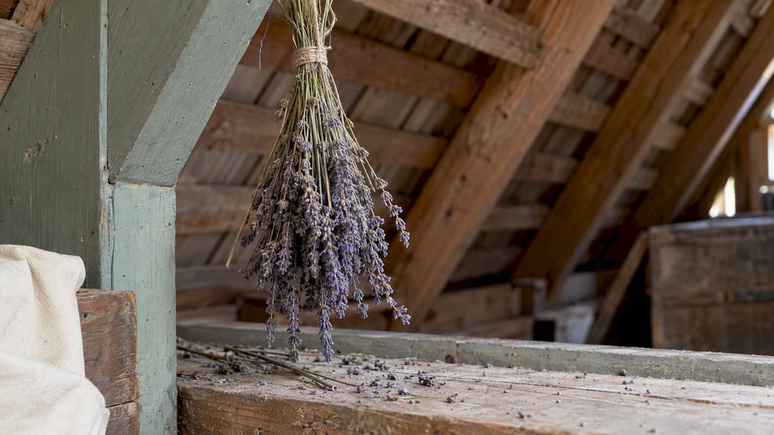 Lavendel torkar på ett skuggigt loft