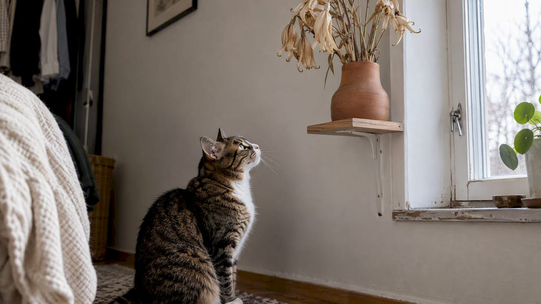Katten tittar på torkade liljor uppe på den höga hyllan