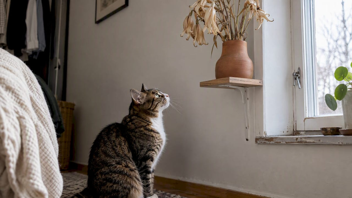 Katten tittar på torkade liljor uppe på den höga hyllan