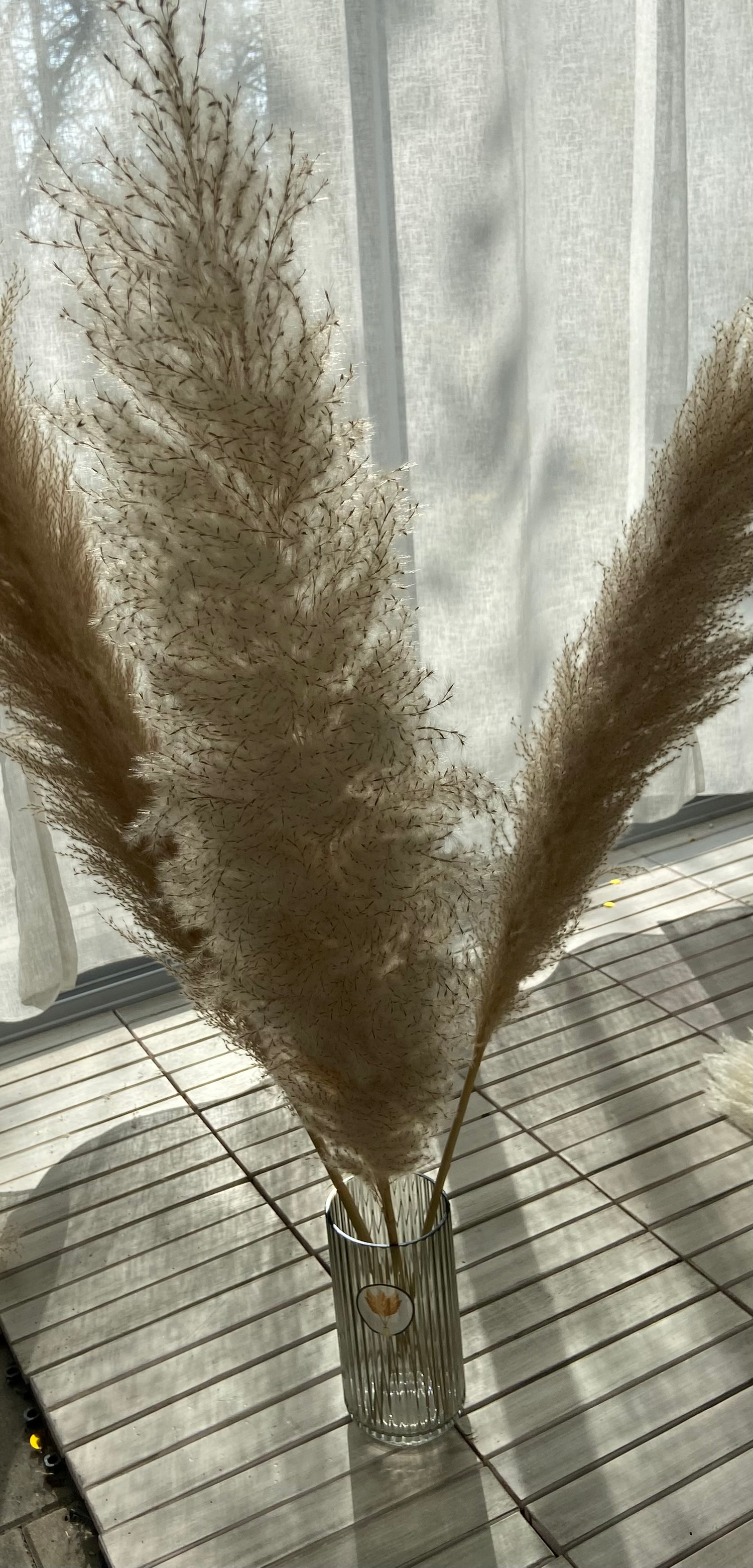 Pampas