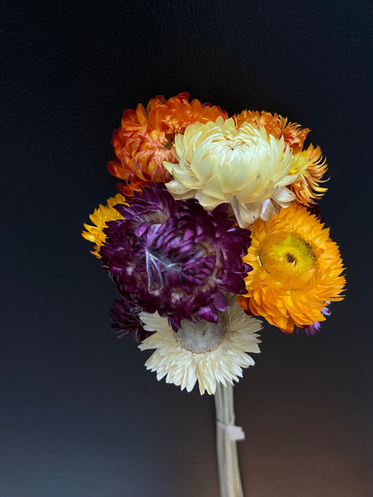 Torkad chrysanteum TORRDECOR