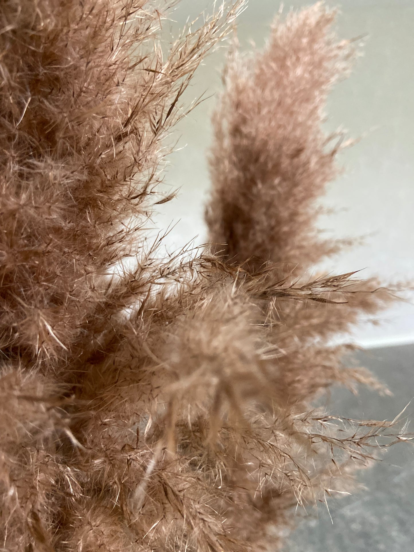 Pampas 110cm BRUN Torrdecor