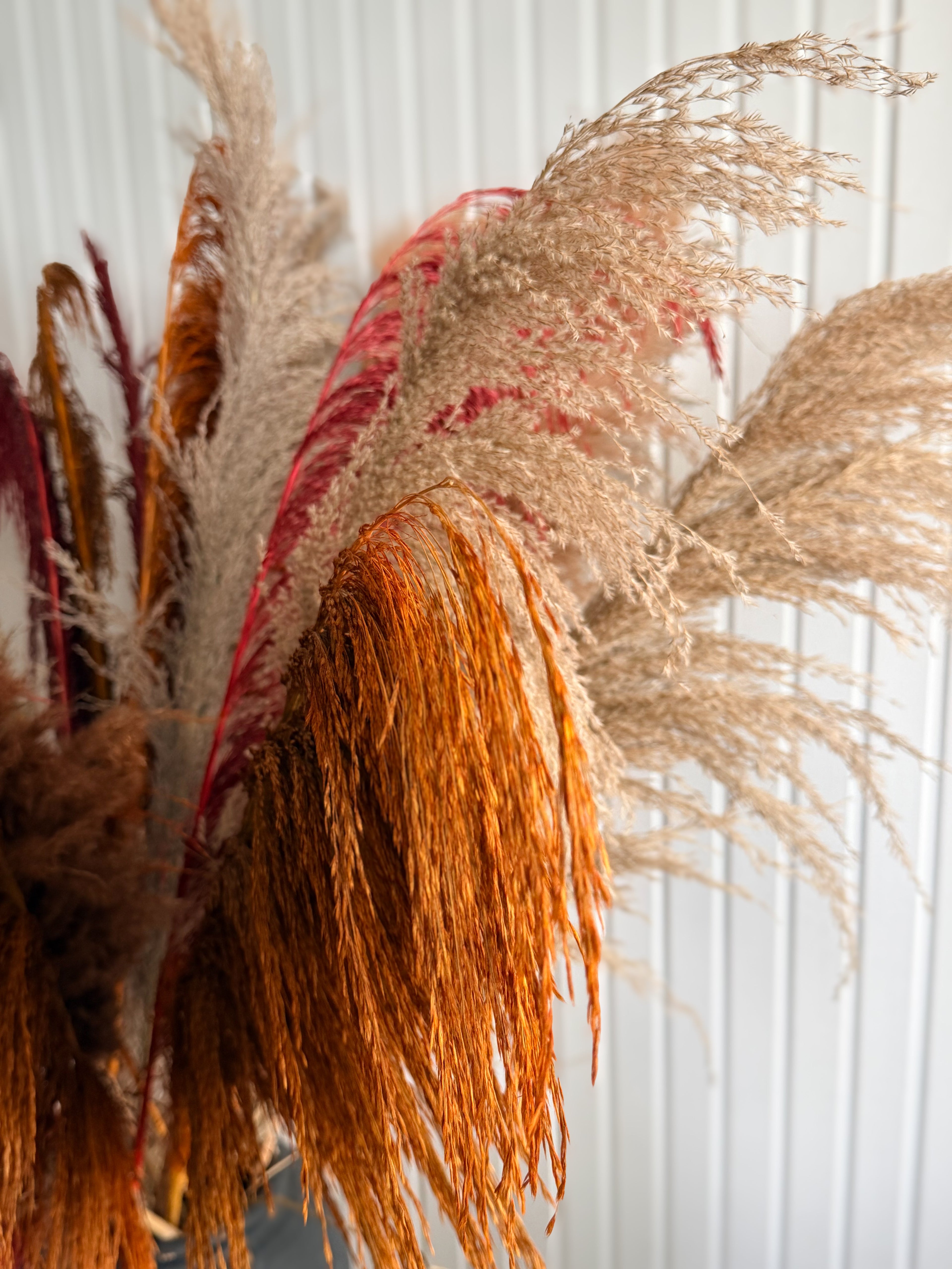 Pampas Mixbunt ’AUGUST’ XL Torrdecor