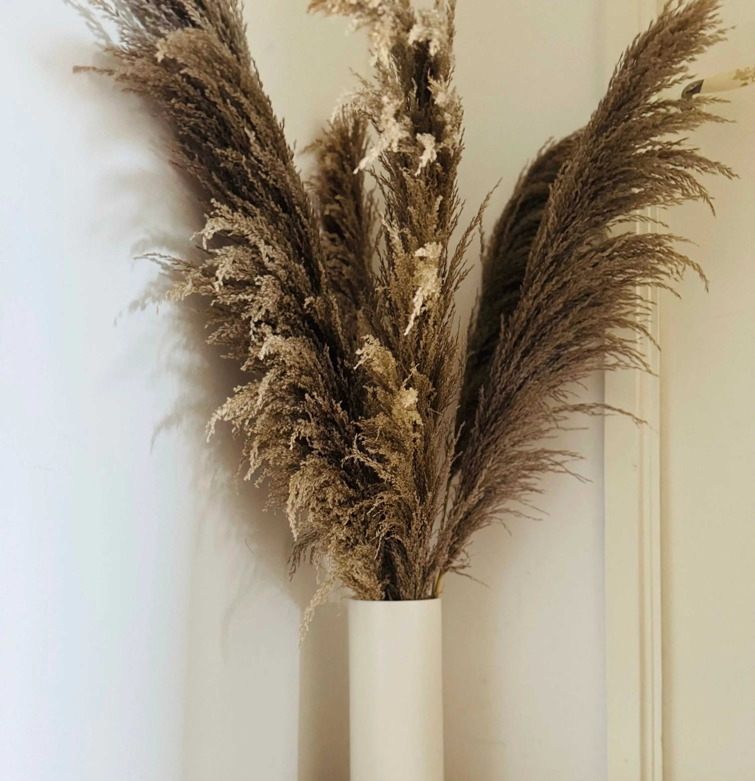 Pampasgräs 'VILDA' 110cm TORRDECOR