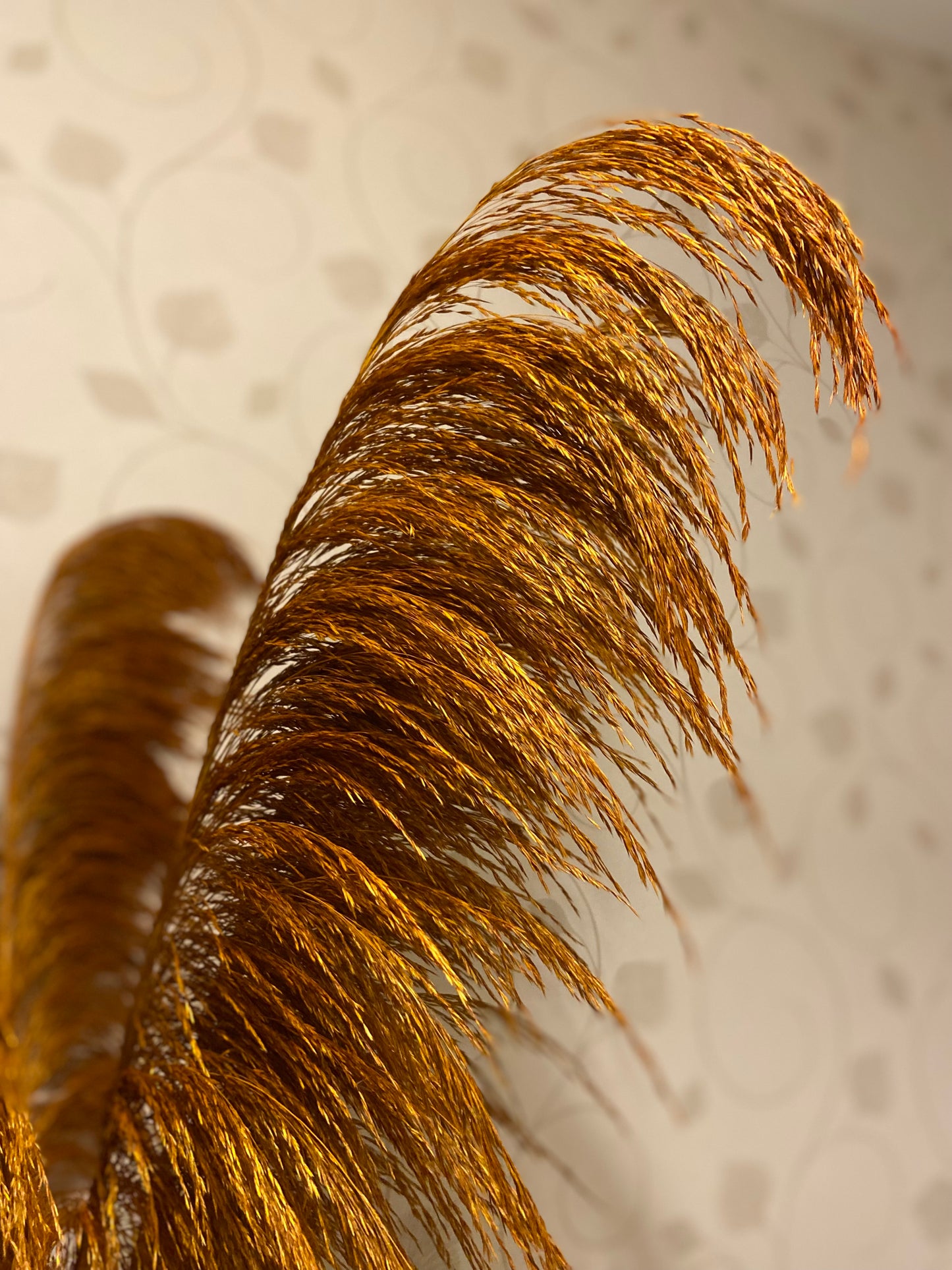 Pampas ’VILDA’ Höst TORRDECOR