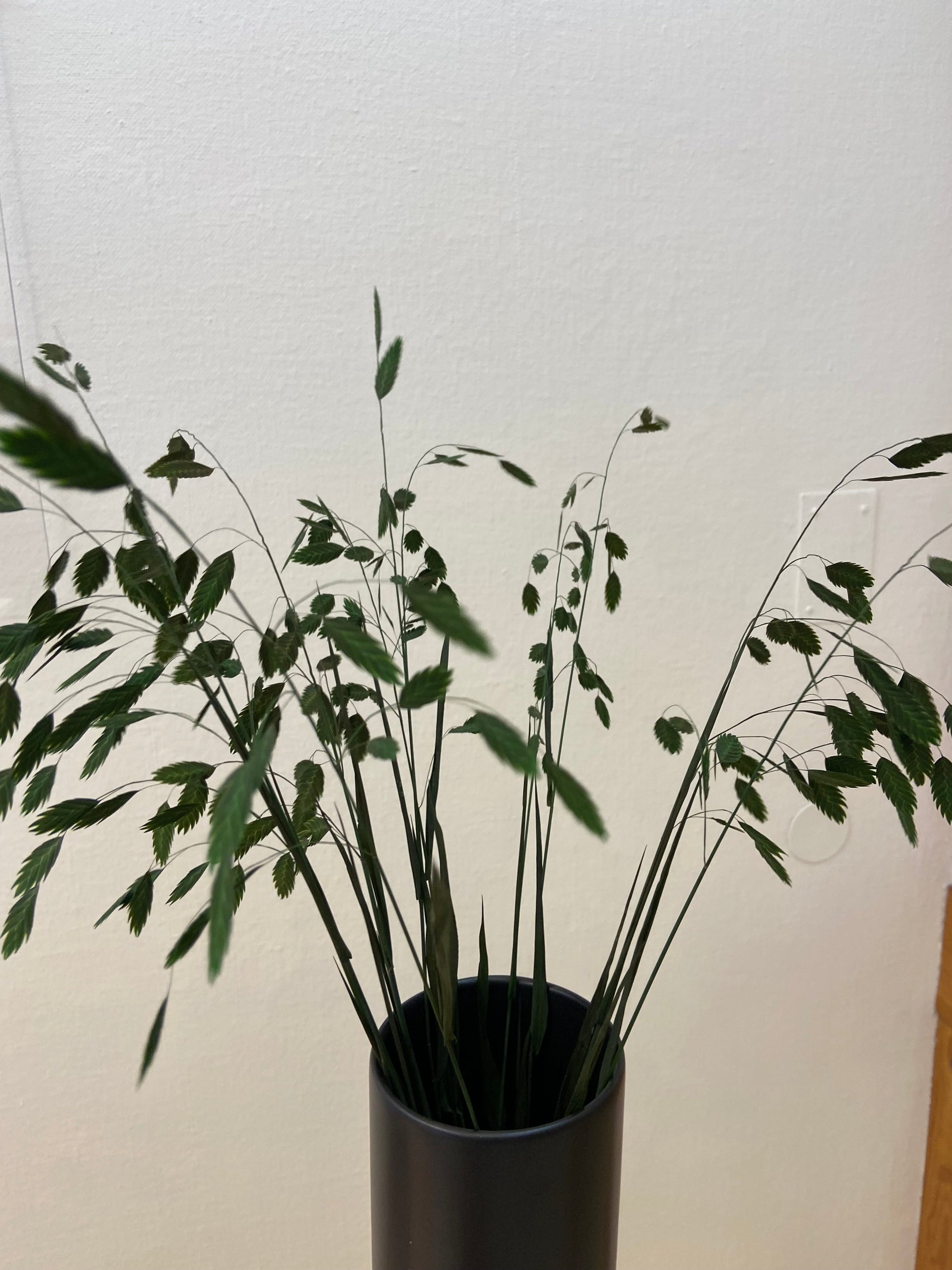 Chasmantum TORRDECOR
