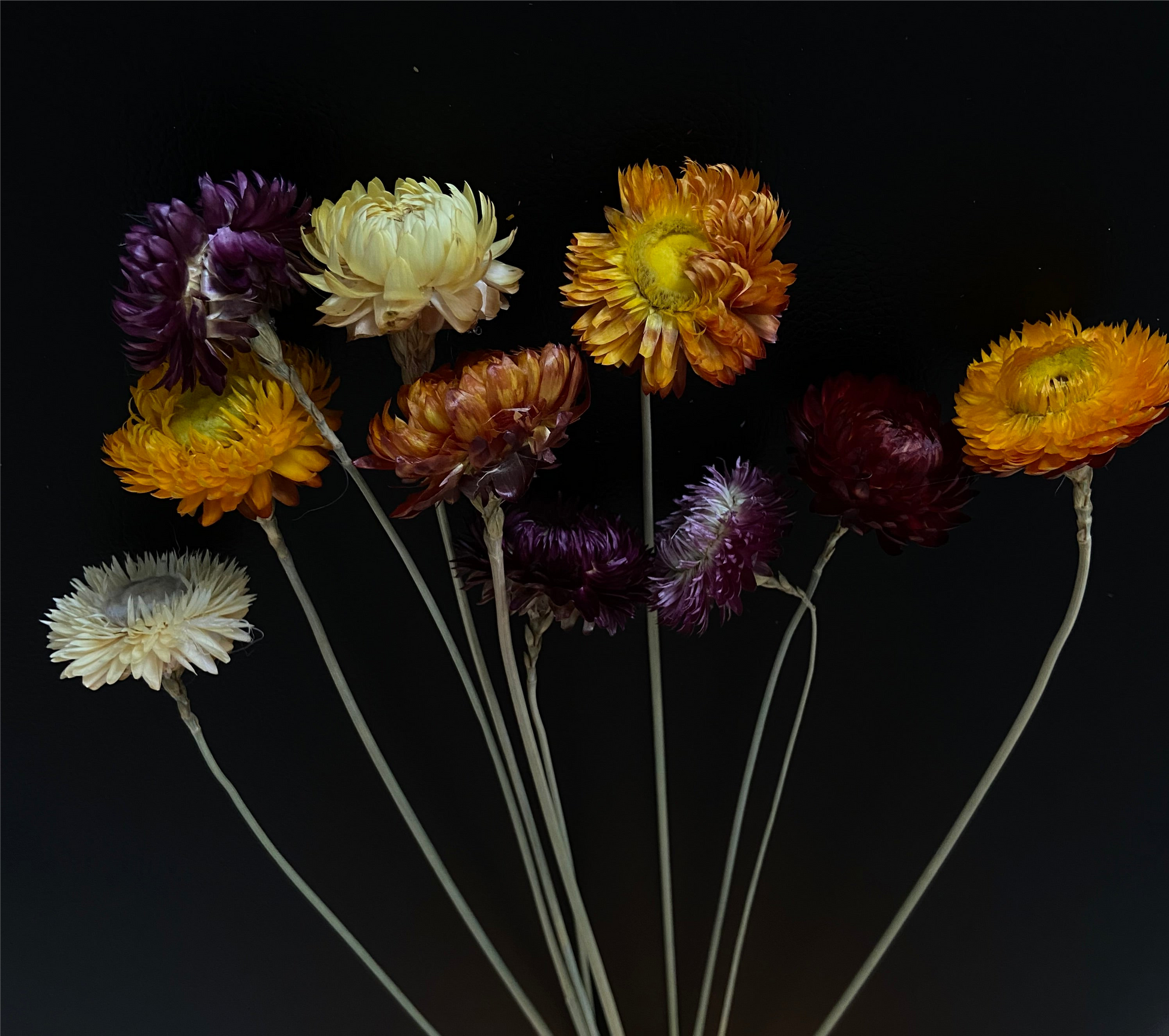 Torkad chrysanteum TORRDECOR