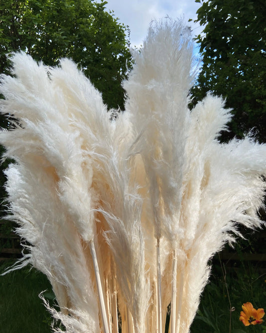 Pampas VIT 110cm - TORRDECOR