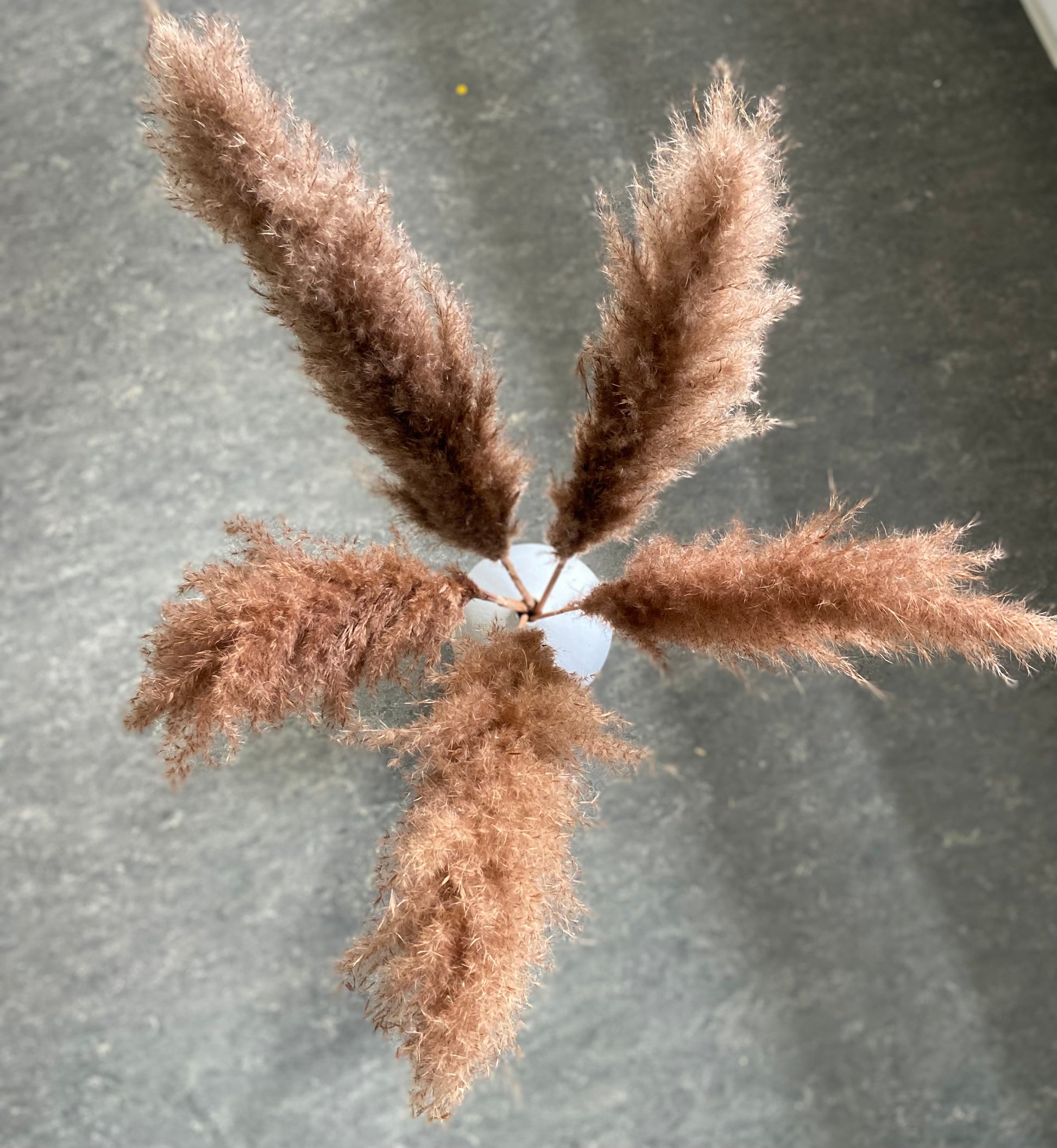 Pampas 110cm BRUN Torrdecor