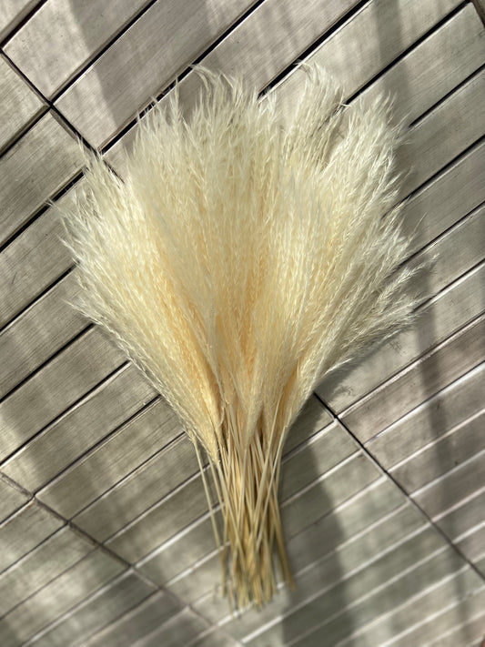 Vass (Blonde) 50-pack - TORRDECOR