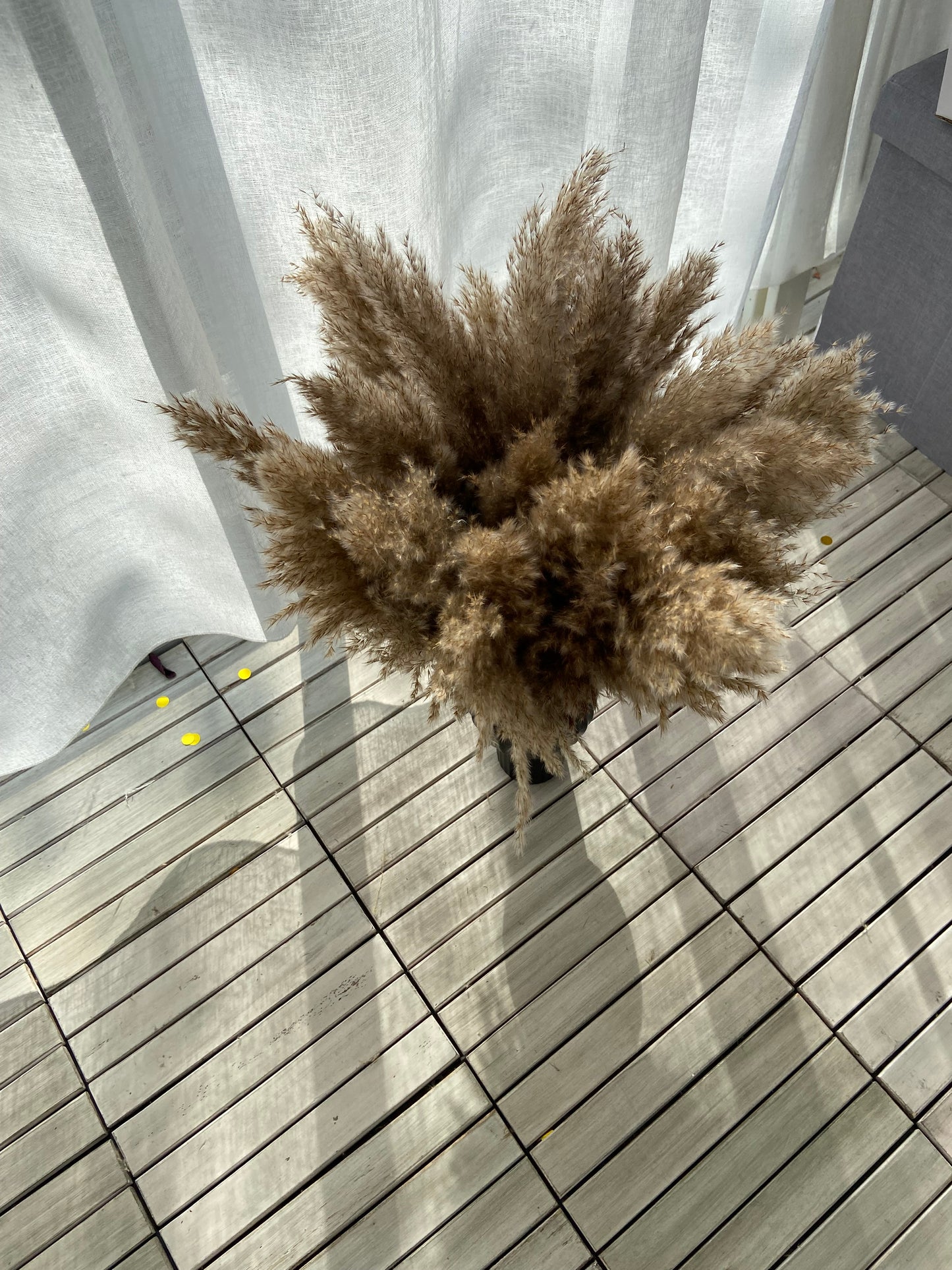 Pampas 60cm (25-pack)