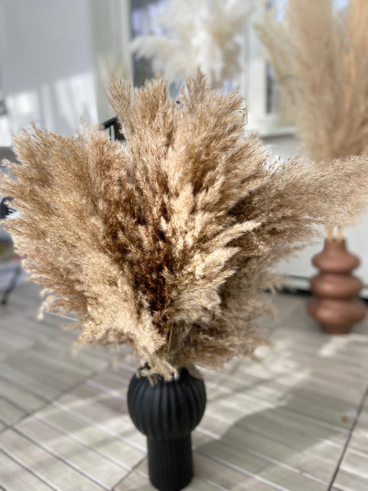 Pampas 60cm (25-pack)