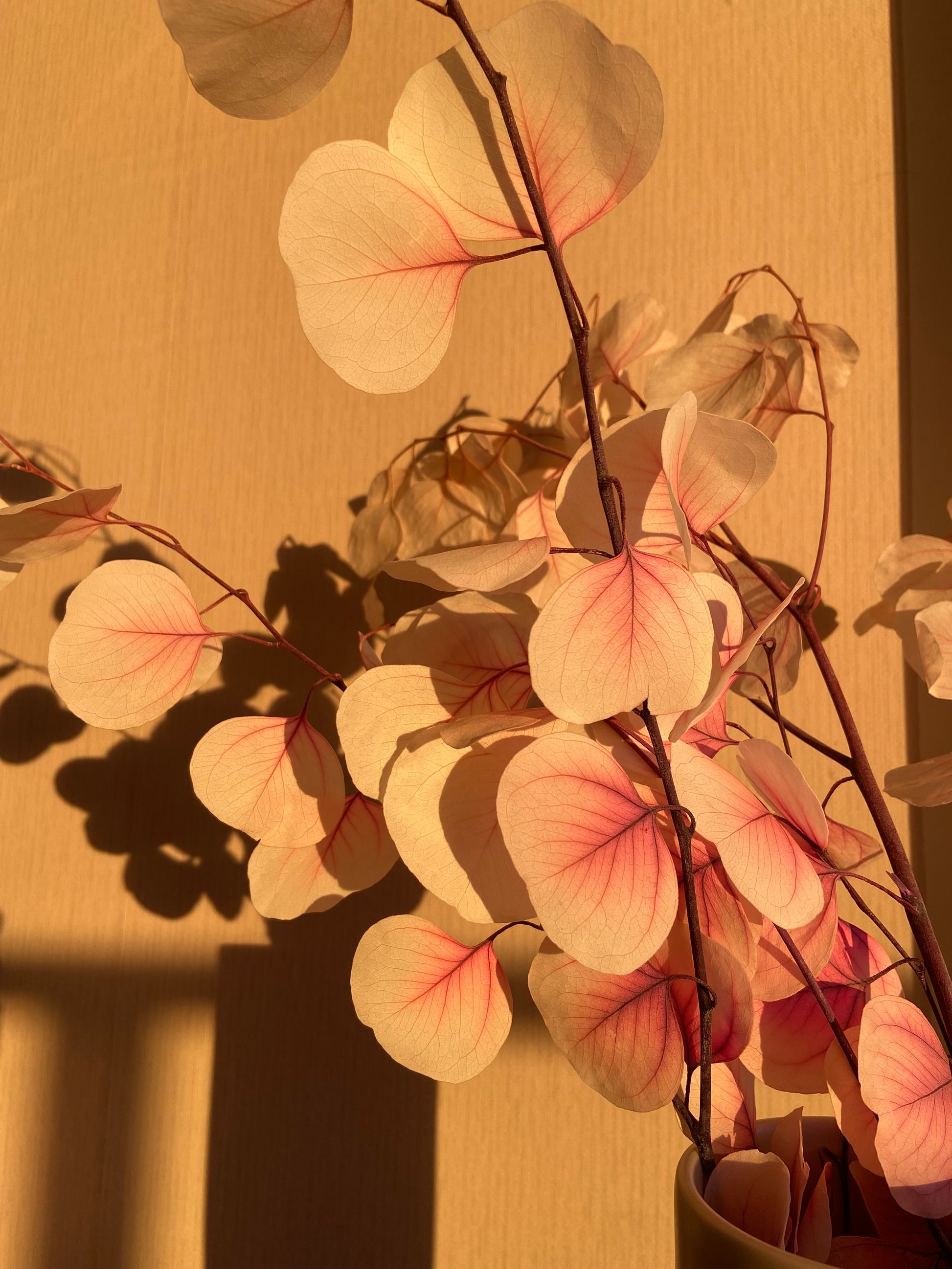 Eucalyptus-gren  'SAKURA' TORRDECOR