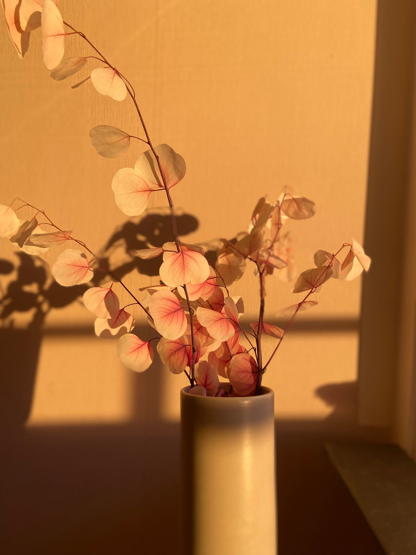 Eucalyptus-gren  'SAKURA' TORRDECOR