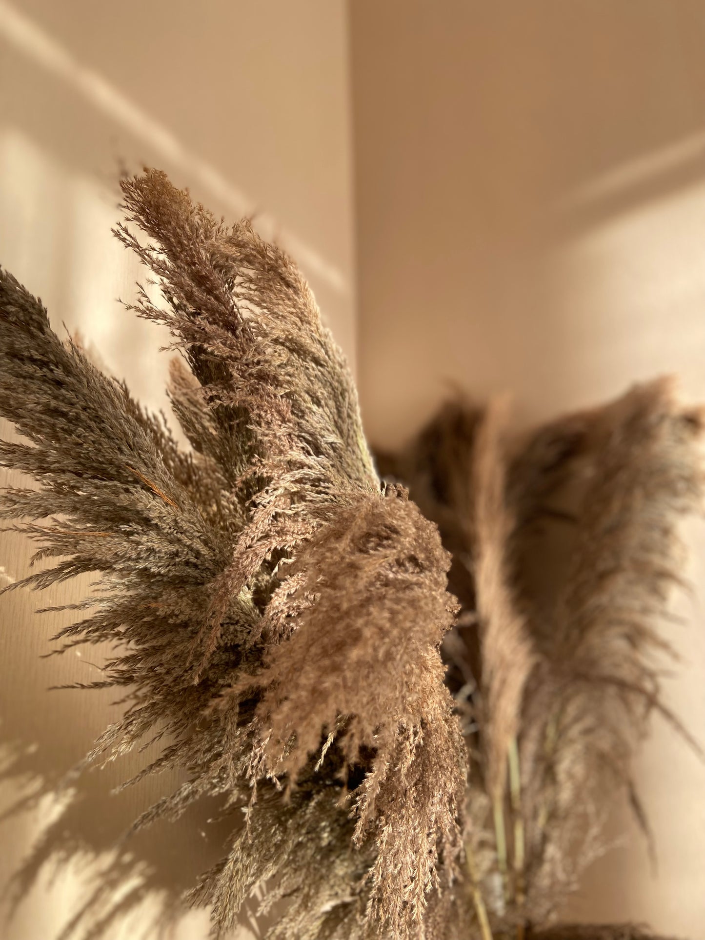 Pampas ’VILDA’ TORRDECOR