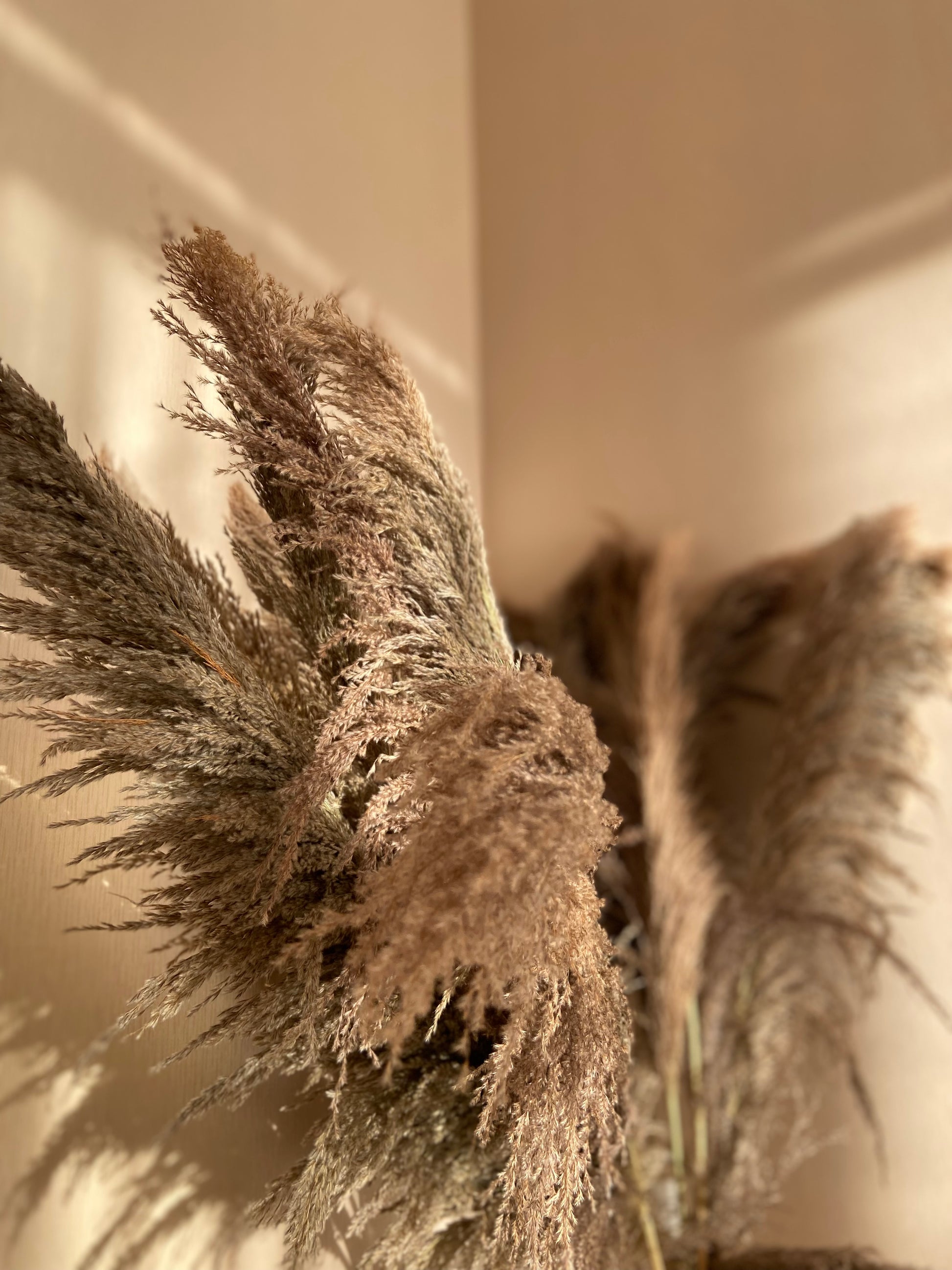 Pampas ’VILDA’ TORRDECOR